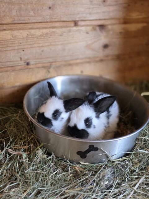3 Wochen Häschen