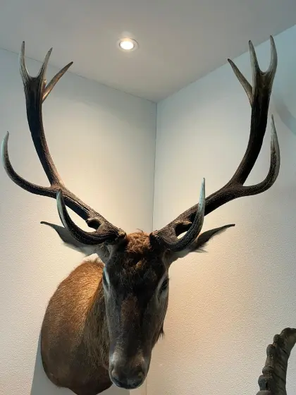 Jagd Trophäen