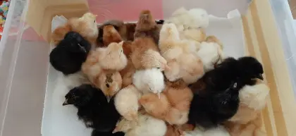 Hühner-Mix-Küken