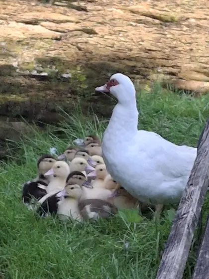 Verkaufe Moschusente (Warzenenten)