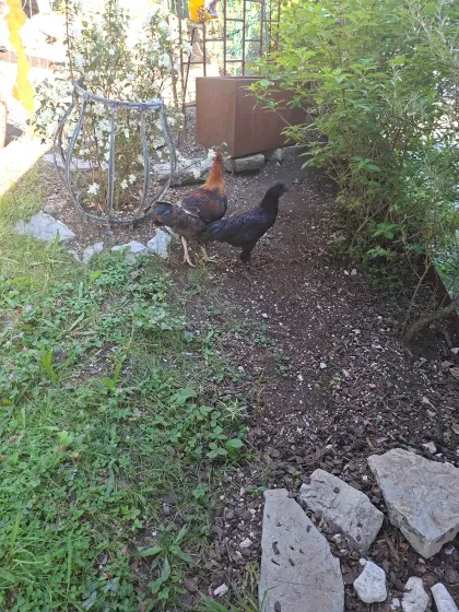 Ayam Cemani