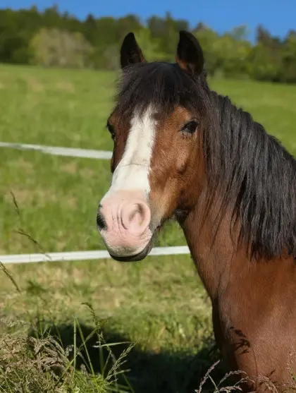 Wunderschöne Welsh-Cob-Mix-Stute zu verkaufen
