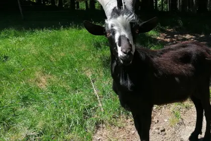 Jungbock, Aosta-Mischling