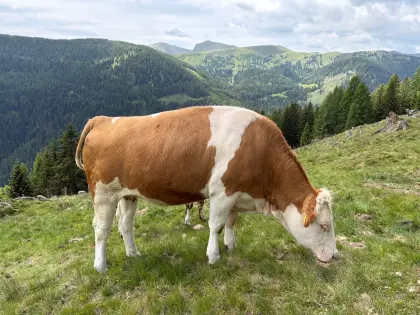 Trächtige BIO-Kalbin