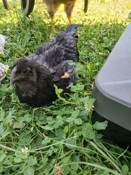Ayam Cemani Lavender Araucaner Mix