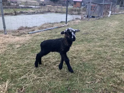 Lamm, männlich, geboren 06.03.2026