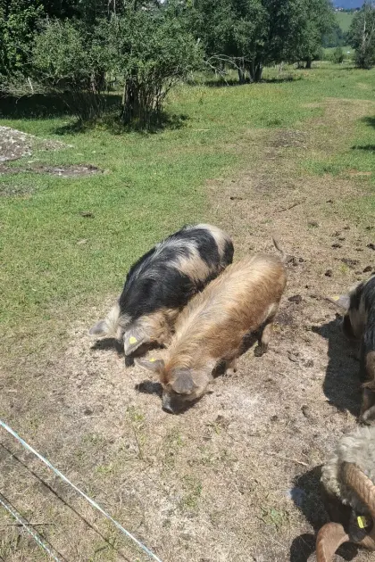 Kune Kune