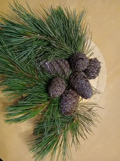 Zirbenzapfen