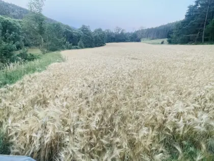 Gerstenstroh