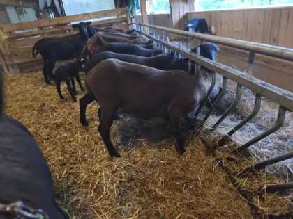 Einjährige Jura-Zuchtschafe zu vergeben