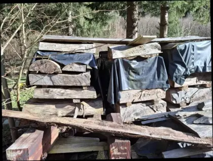Lindenholz