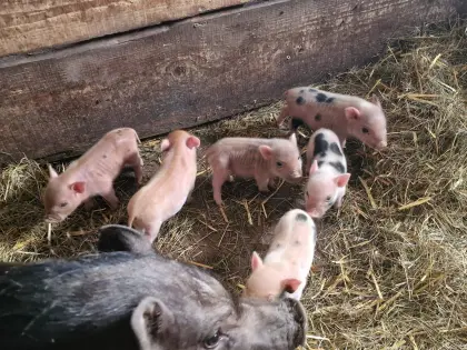 6 Stk. Micro-Schweinchen (Haustiere!).