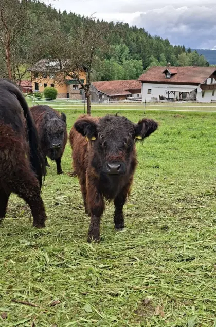 Galloway Bio Herdbuch-Absetzer männlich