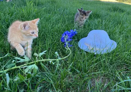 Babykatze