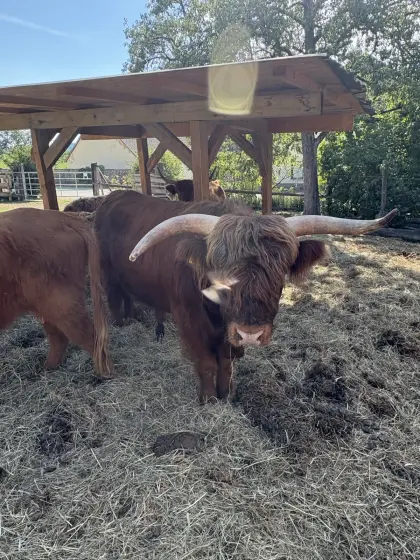 Hochlandrinder-Stier