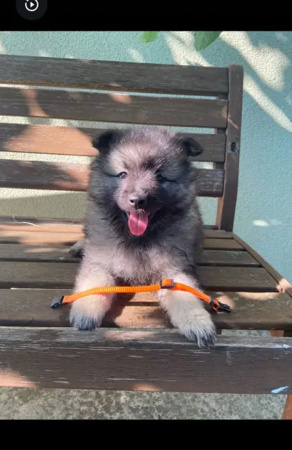 1 Weibchen, reinrassiger Wolfsspitz