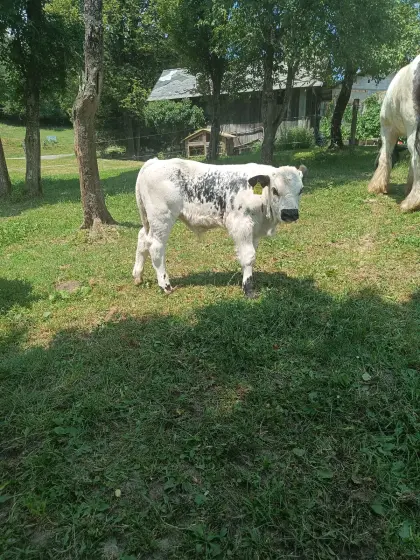 Pustertaler Sprinzen Stier