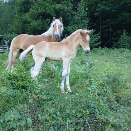 Haflinger Stutfohlen