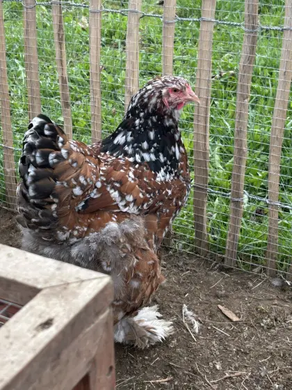 TOP Rarität Bruteier Riesen-Brahma Gold-Porzellan