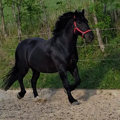 Norikerwallach, bedingt reitbar