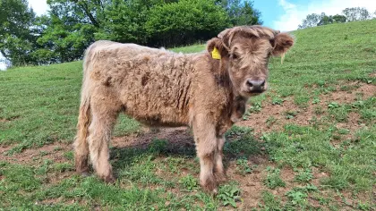 Hochlandrind Kalb, Kalbin