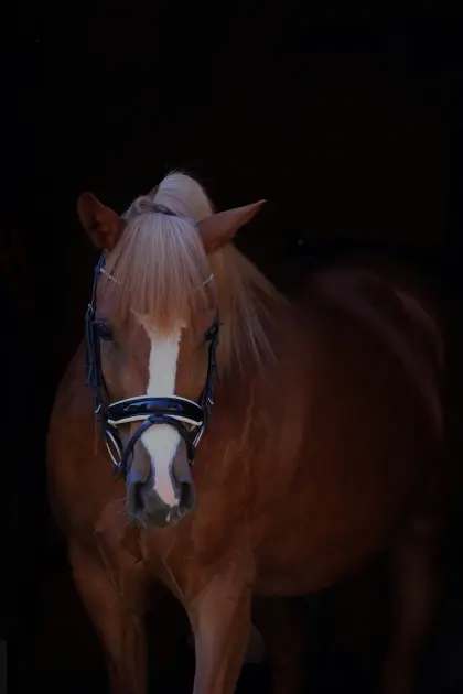 Traumhafte Araber-Haflinger-Stute (Geb. 2021) zu verkaufen.