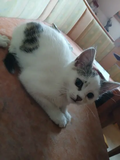 Babykatze, weiblich