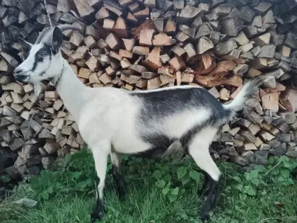 Pfauenziegen