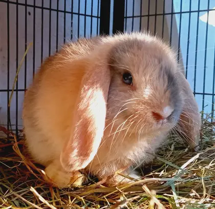 Zwergkaninchen