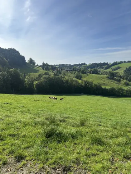 Suche Kuhkalb