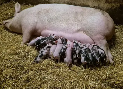 Schwäbisch x Duroc x Pietrain Ferkel