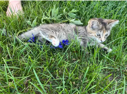 Babykatze