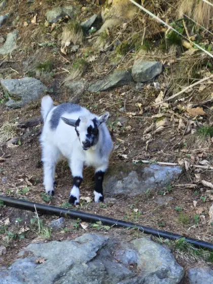 Zwergziege