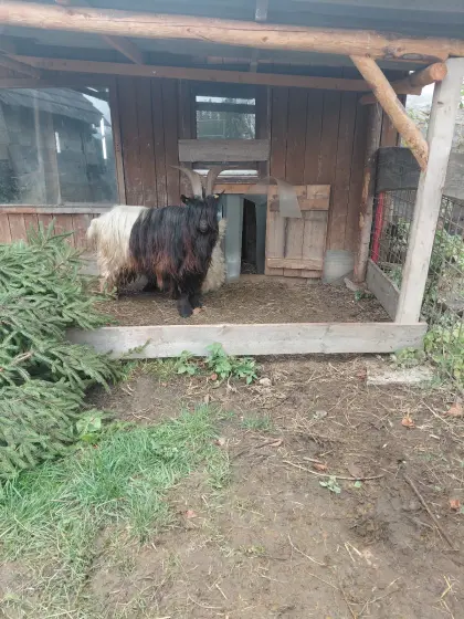Walliserschwarzhalsziegenbock