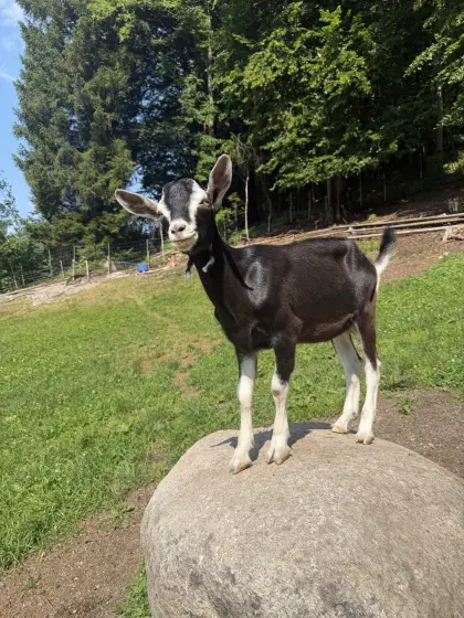 Bündner Strahlenziegenbockkitz
