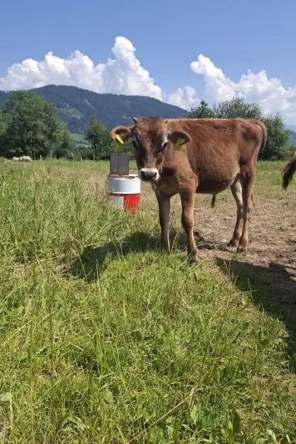 Jersey-Stierkalb