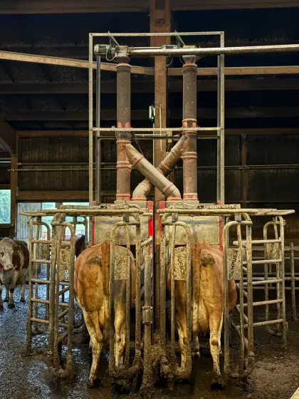 Kraftfutterstation Schauer Compident Cow