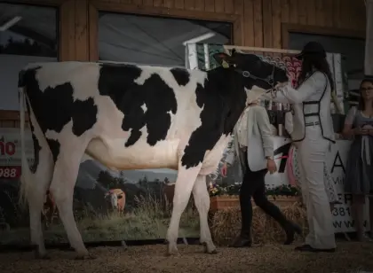 Holstein
