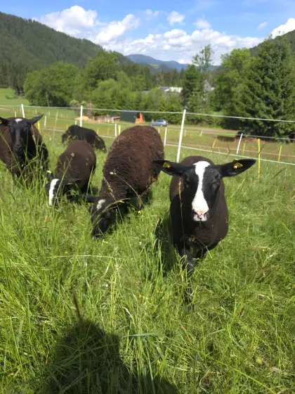 Suche reinrassige Zwartbles