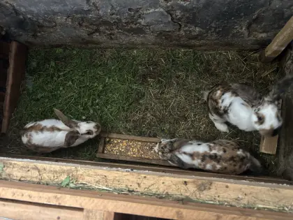 Hasen, Kaninchen