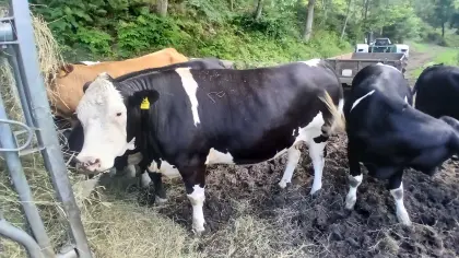 Verkaufe Bio-Kalbin