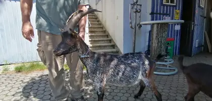 Sehr schöne Aosta Fiurina Ziege, 2 1/2 Jahre alt