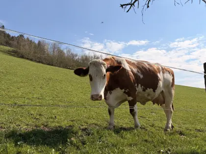 Bio-Milchkuh ZZU