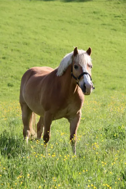 Haflinger-Wallach Alfons