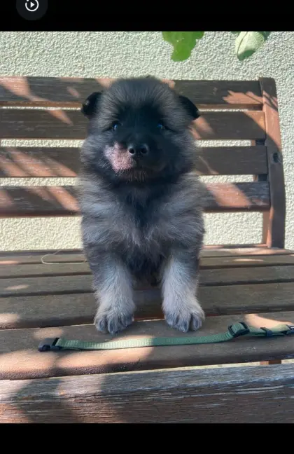 2 Weibchen, 1 Rüde reinrassiger Wolfsspitz