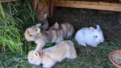 Zwergkaninchen in allen Farben zu verkaufen