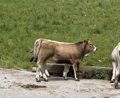 Verkaufe MB-Kalbin