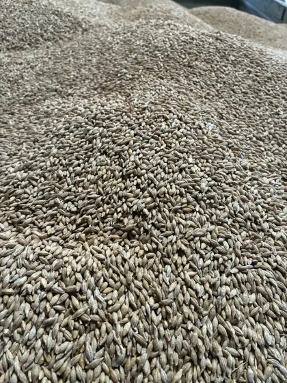 Bio-Wintergerste