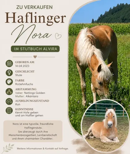 Haflinger Stute Nora