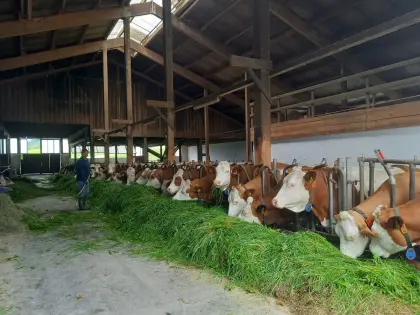 Aufstallung, Fressgitter für Rinder